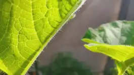Hairy Leaf